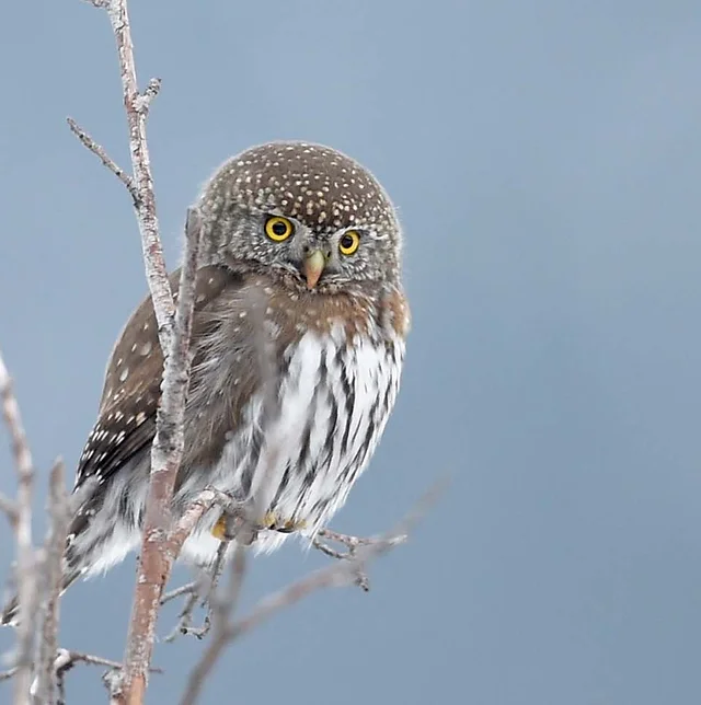 Adopt An Owl Owlresearchinstitute