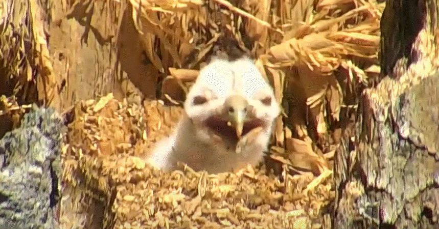 Hello Little Ones! Great Gray chicks show their faces in a big way!