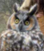Close up of the face and upper chest of a female long-eared owl being held by a researcher