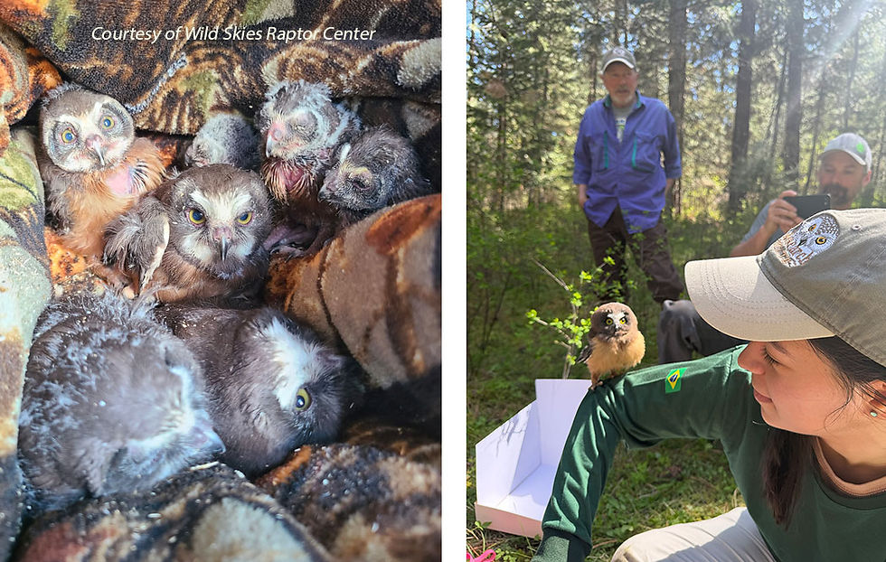 On Left: Rough looking group of 7 Northern Saw-whet chicks nestled in a fuzzy camouflaged blanket. On Right: Denver Holt watches as volunteer Dustin Gage takes a photo with his phone of a Saw-whet chick resting on Gabriela Mendes arm.