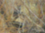 An adult Great Horned owl perches in a willow tree above a stick nest. It is partially hidden behind branches.