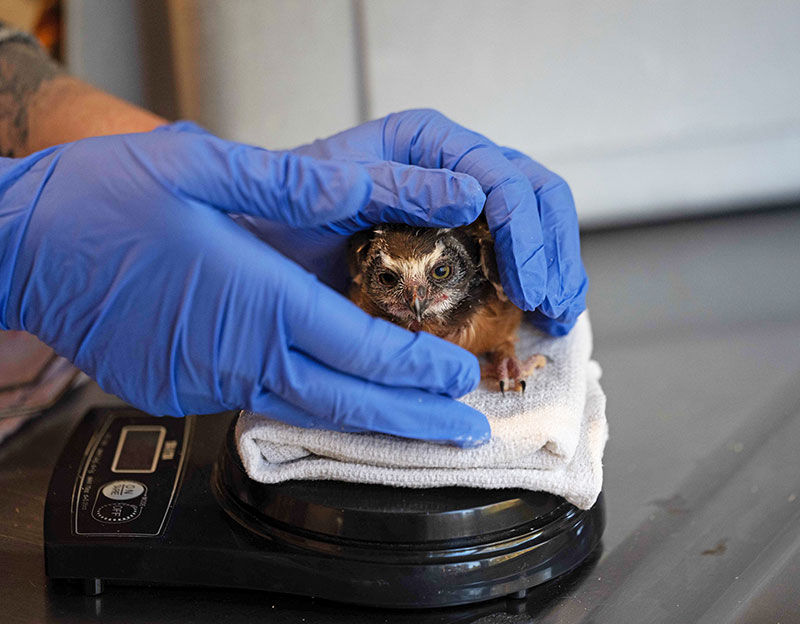 Tiny Northern Saw-whet Owl chick being held by blue latex glove-covered hands and weighed on a scale