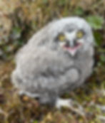 A Snowy Owl chick- it is covered with gray fuzzy down, big yellow eyes, looking at the camera. 