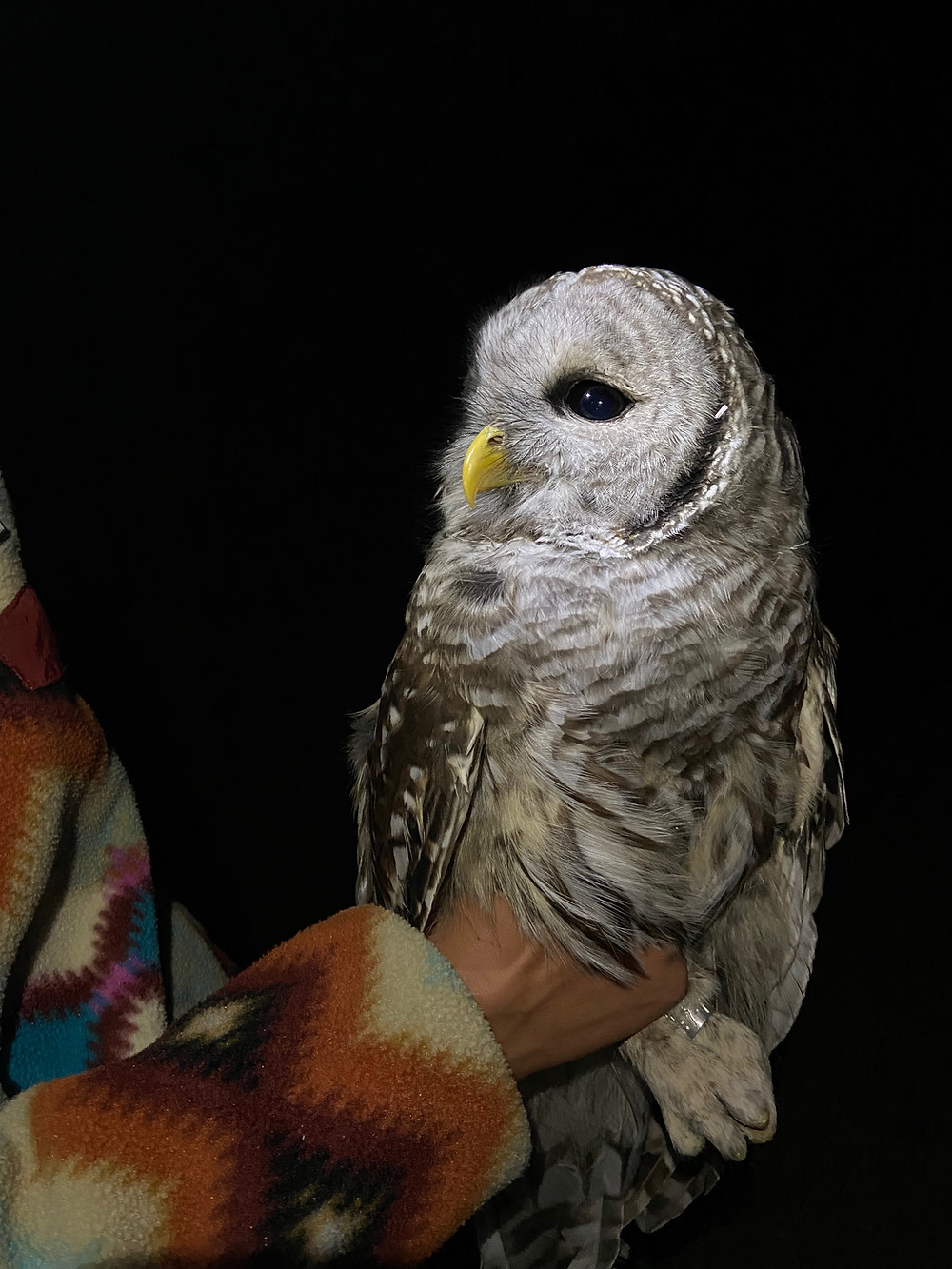 A barred owl held by a researcher.