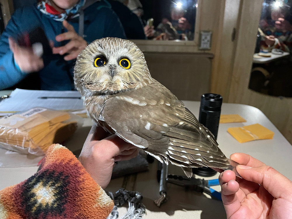 Researcher holds a northern saw-whet owl while taking scientific measurements at the banding station