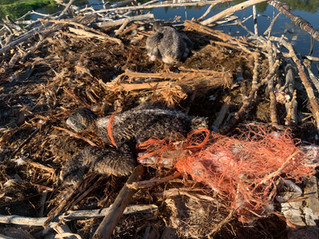 Danger In the Nest: Osprey and Baling Twine