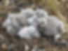 A pile of Snowy Owl chicks, of different ages, huddled together on the tundra. The oldest has its eyes open; the youngest does not.