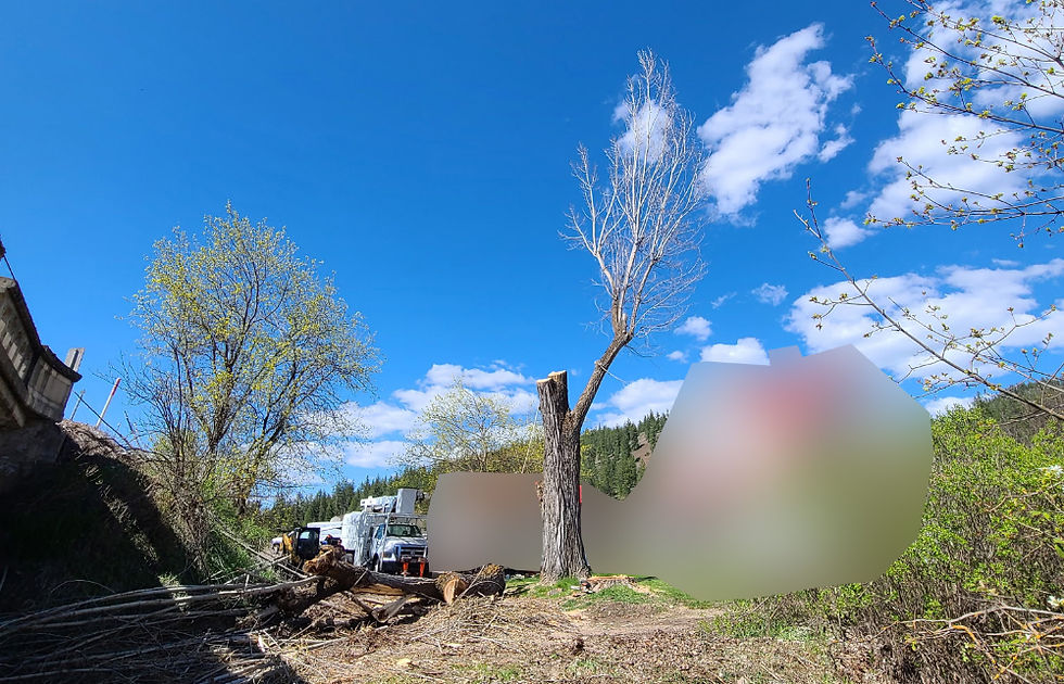 Cottonwood tree sawed in half with a cherry picker truck next to it with blurred image of a house next to it