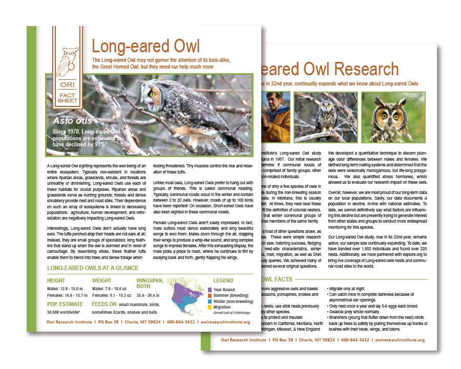 Thumbnail: Long-eared Owl Adoption - PDF Instant You Print