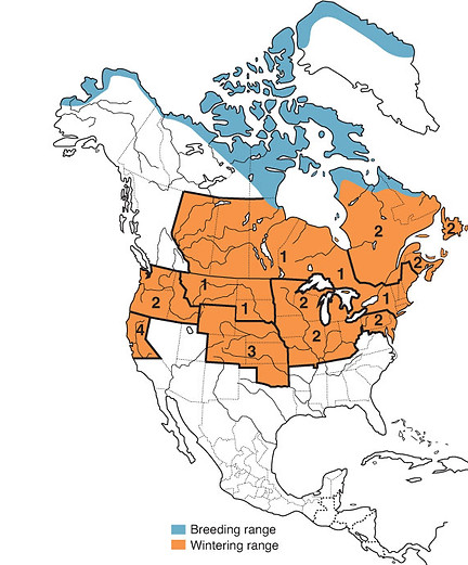 snowy owl distribution, snowy owl