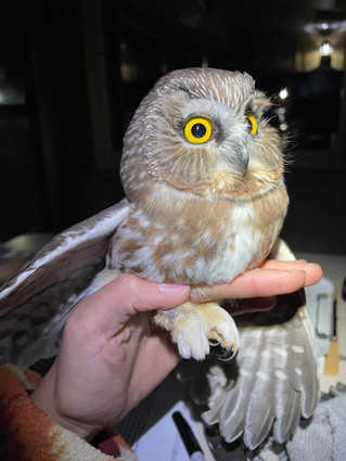 Northern Saw-Whet Banding news- a recapture!