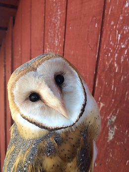 Barn Owl I Owl Research Institute