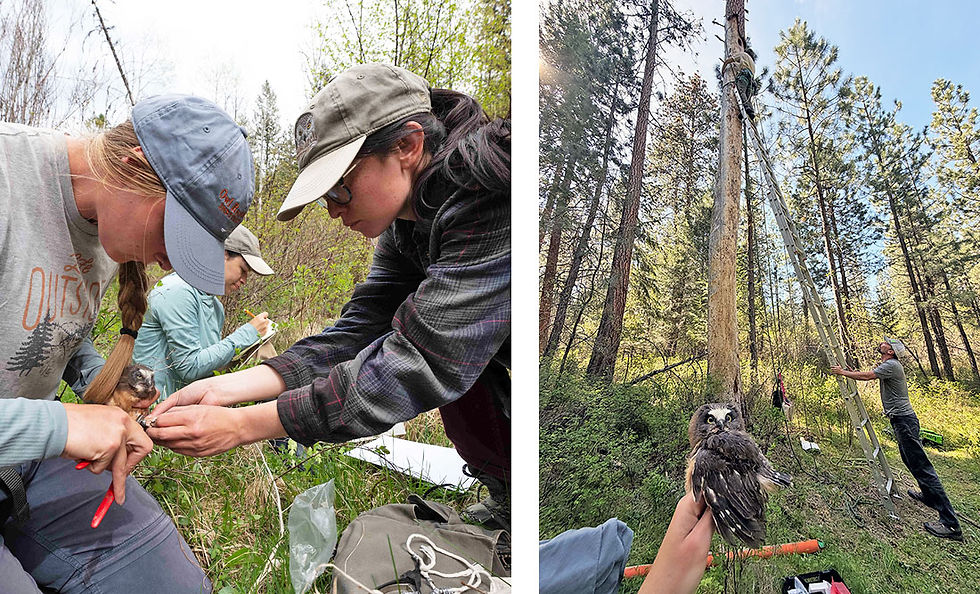 Blond female wearing blue hat on left holds red pliers, banding a Saw-whet chick, Gabriela Mendes female in the background writes down measurements in notebook, dark haired female on right, Hayley Madden assists with putting band on chick's leg.