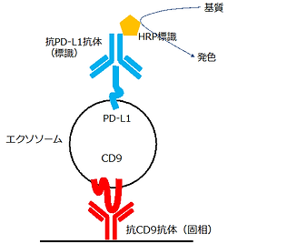 PD-L1陽性エクソソーム反応模式図.png