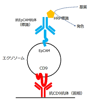 EpCAM陽性exosome ELISA 反応模式図.png
