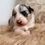 Thumbnail: Biscuit- female blue merle 