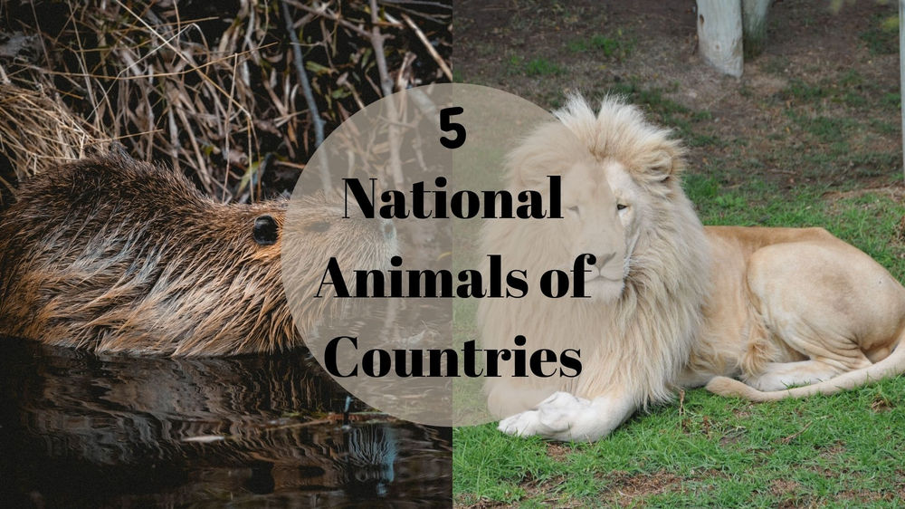 Impressive National Animal Symbols of Countries