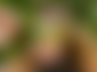 El nuevo brote de mi monstera (sobre plantas, cortes y lo que la IA no sabe)