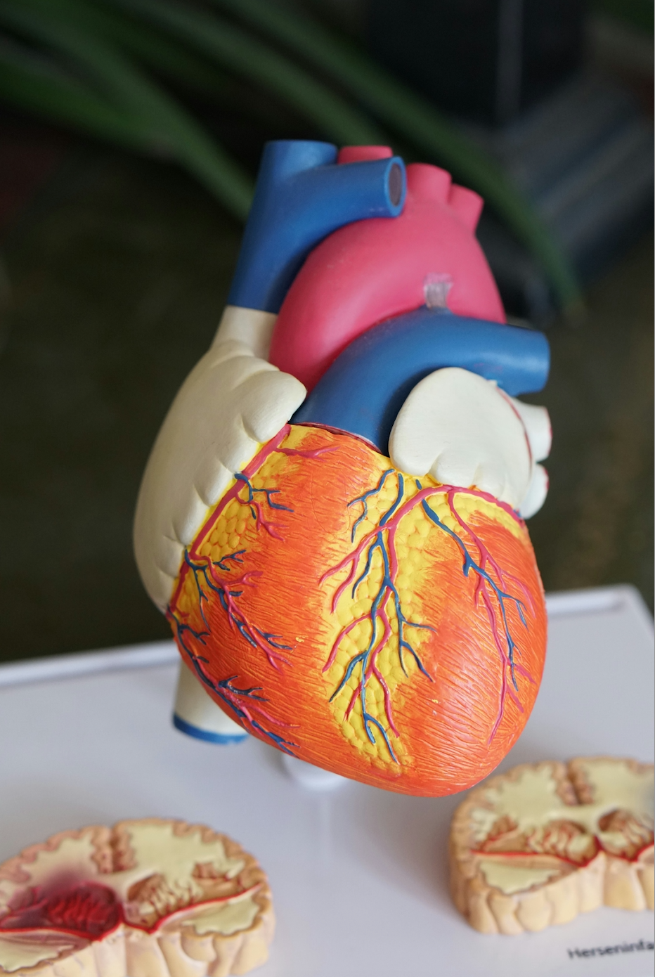 https://www.stoptabacmarseille.fr/tarif-sevrage-tabagique-auriculotherapie-marseille-13