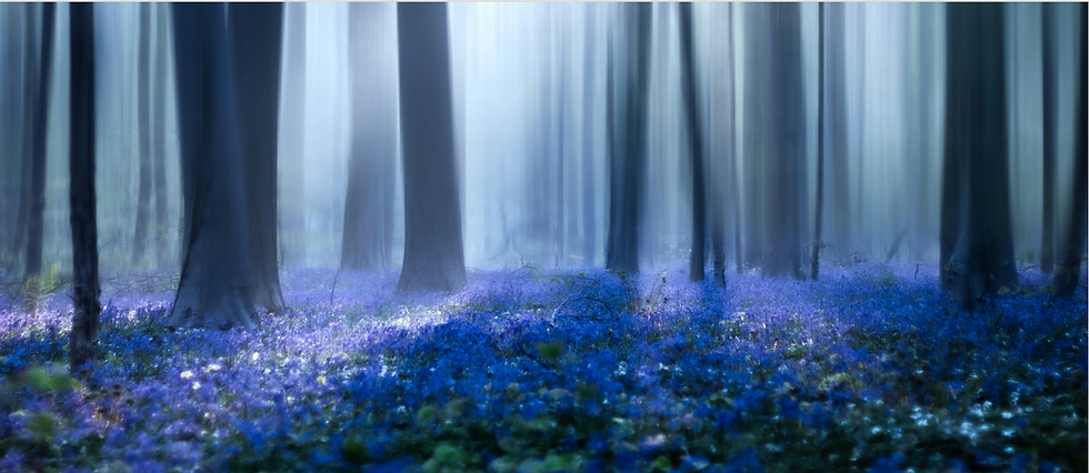 wide purple forest.png
