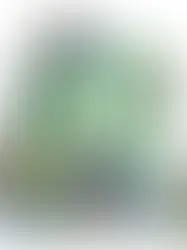 A (Re)configuração da Pacta Corvina na Reforma do Código Civil: Entre a Tradição e a Flexibilização Jurídica