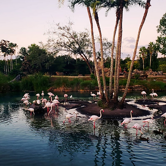 Flamingos in a shallow pool
