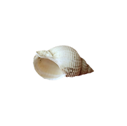 Untitled design-4 copy 16.png
