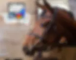 Programa de Gestão Equestre