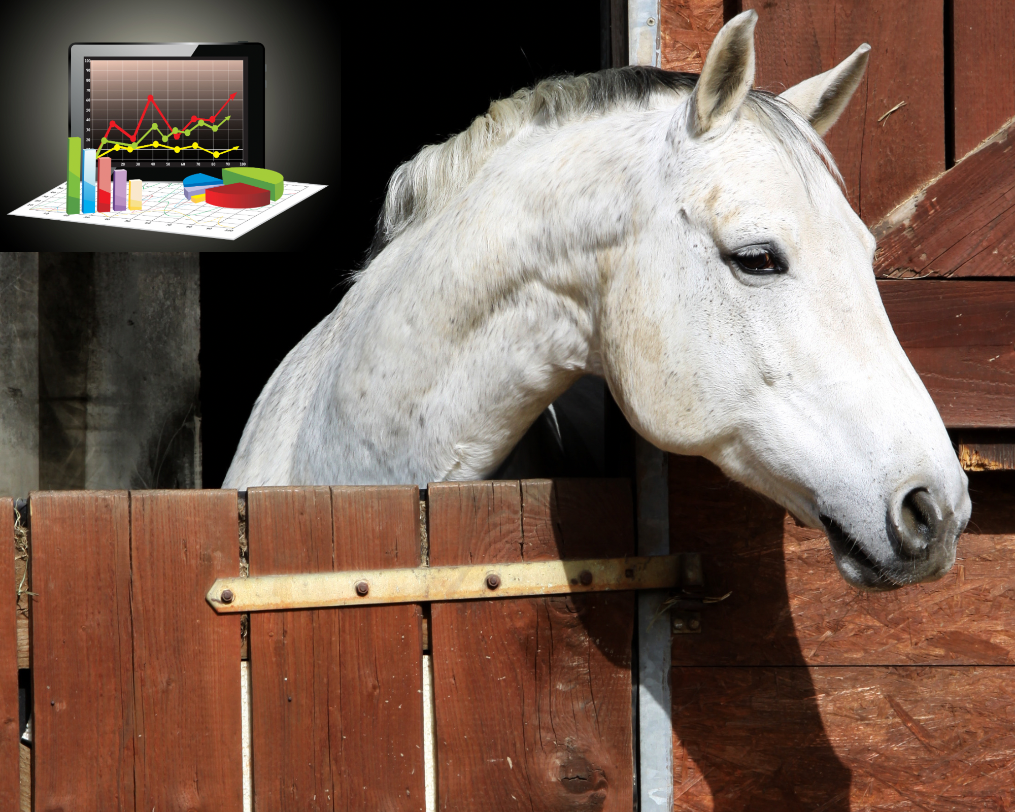 Gestão Empresarial Equestre