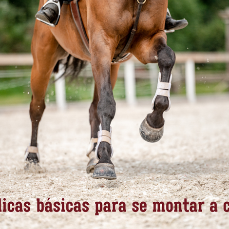 6 dicas básicas para se montar a cavalo
