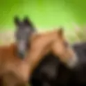 Comportamento Equino