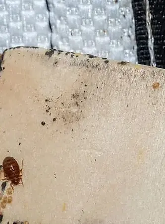 bed-bugs-infesting-bed-frame-denver.webp