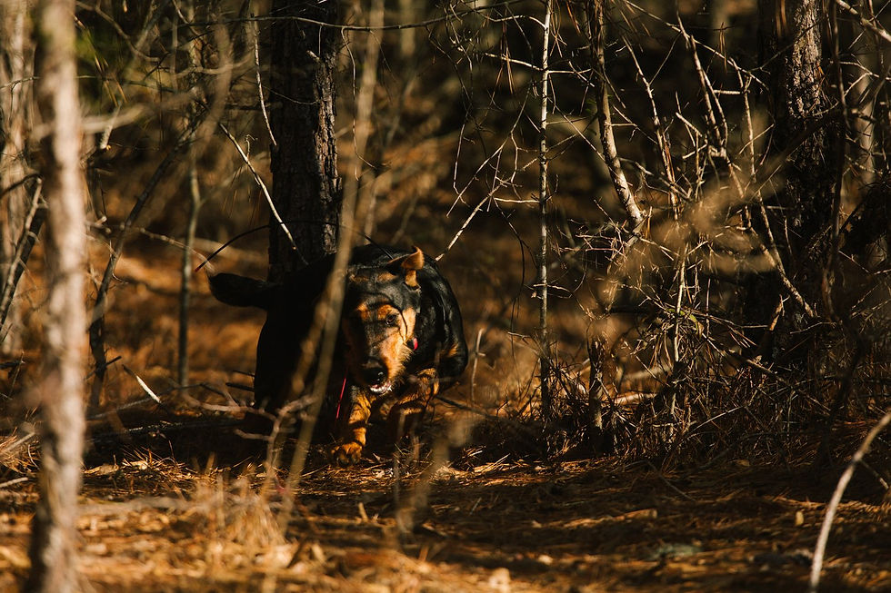 K9 Detection Dog in the Woods.jpg
