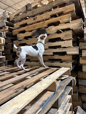 Bailey_services_hero