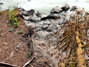 סחף וצמחי גדה / רשמי מסע