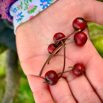 community foraging  to boost wellbeing and connect with nature