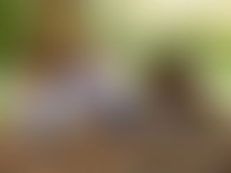 Teach Through Nature: Practical Tips for the Five Pathways in Primary Classrooms