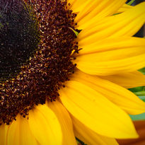 Noticing nature to improve wellbeing with We Be Kids