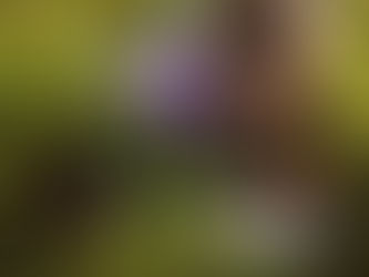 Making Nature-Connected Learning Accessible in Primary Classrooms: Practical Steps for Every Teacher