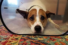Ollie 9 yr cut infected paw.jpg