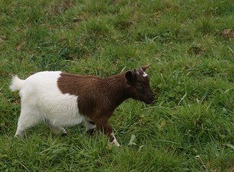 DSC03336.JPG