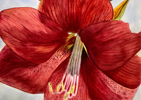Amaryllis_2628.jpeg