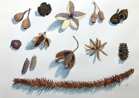 Seed_Pods_etc_2300.jpeg