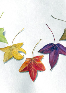 Liquidamber_Leaves_2369.jpeg