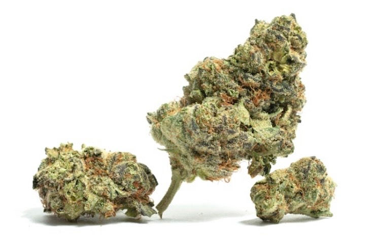 HUMBOLDT- SQUIRT 1OZ