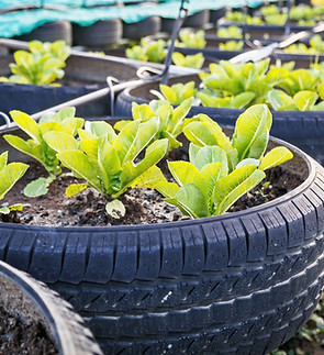 Organic Vegetable Farm_edited.jpg