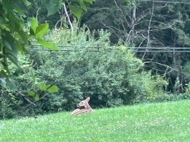 A baby deer rests in my back yard.