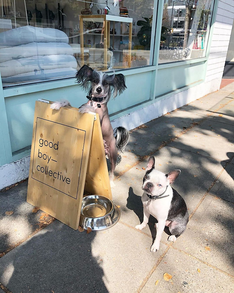 4 new Vancouver dog companies to watch out for.