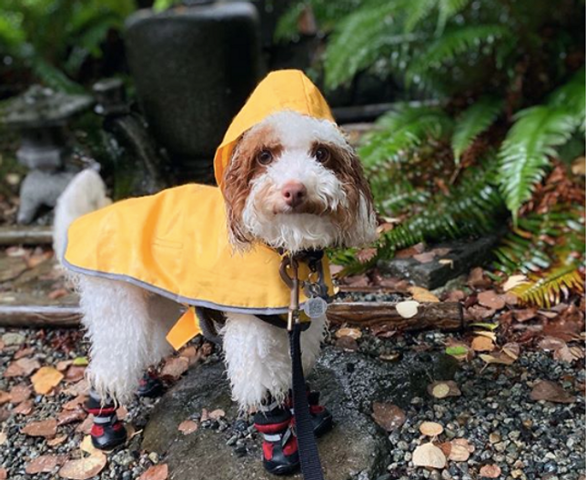 7 must follow Vancouver dog accounts