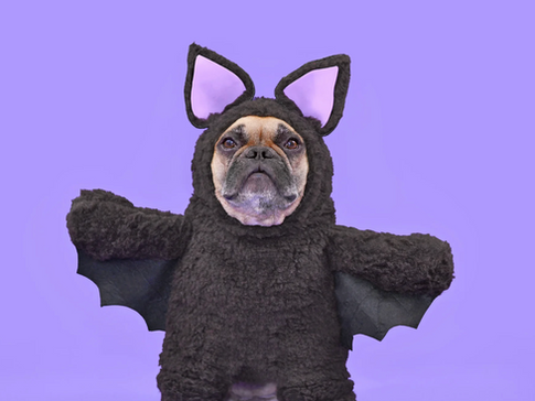 Halloween Howlers: Top 5 Dog-Friendly Events Across Canada